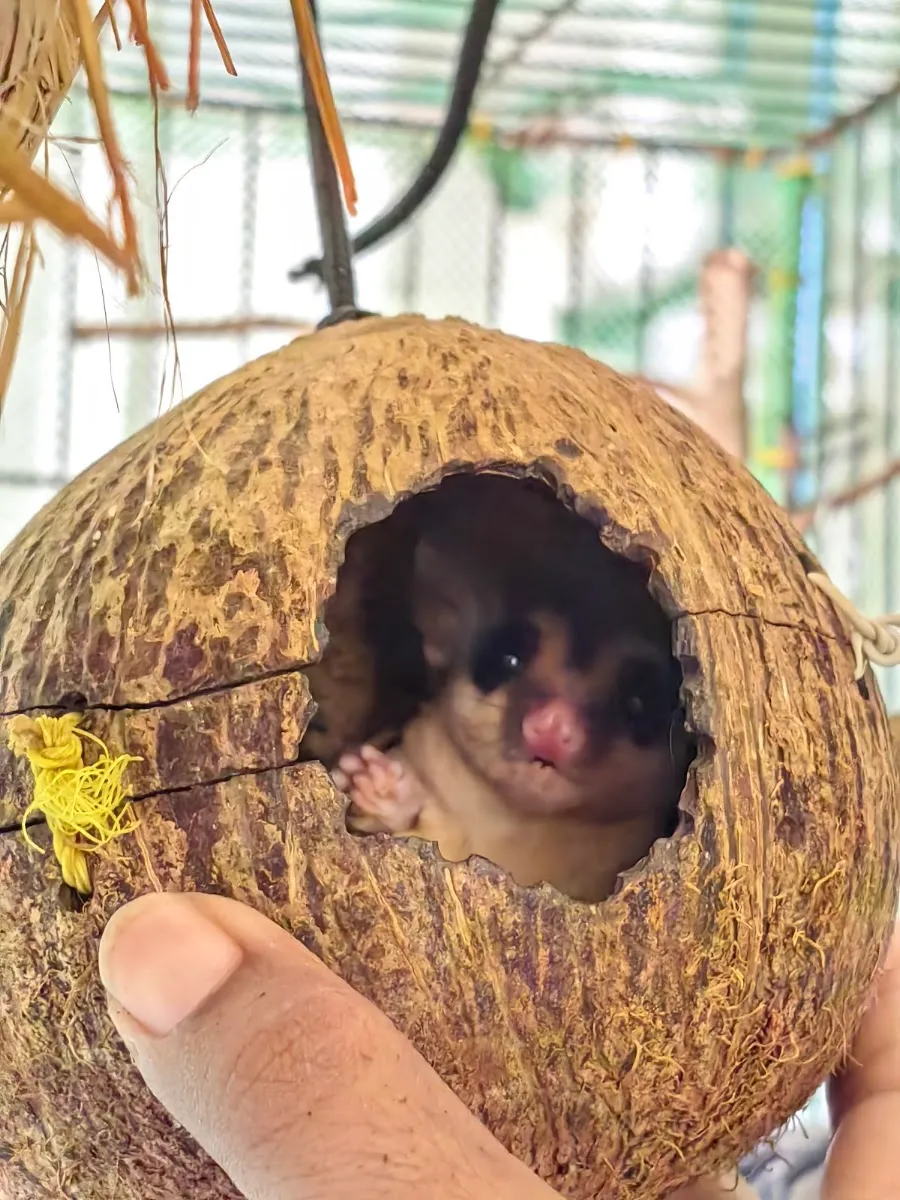 A rescued animal in a coconut nest box