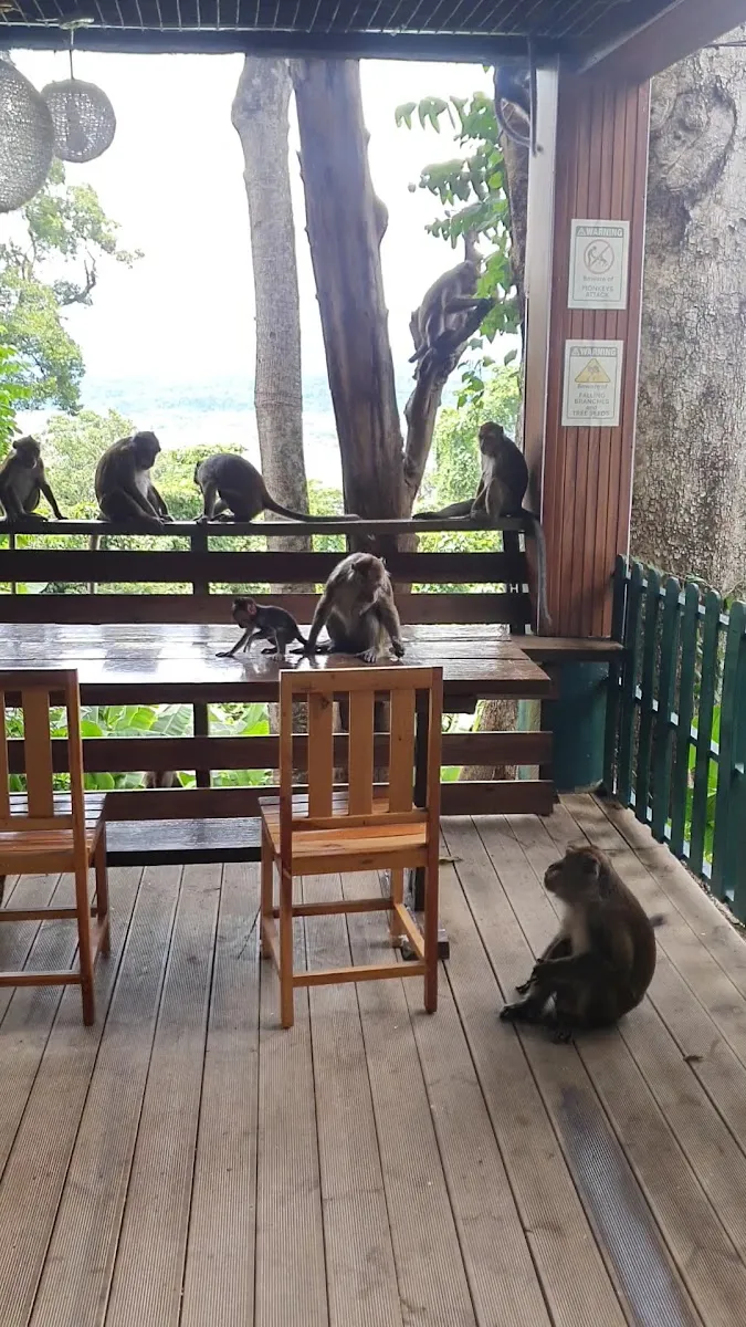 Macaques on the outdoor deck