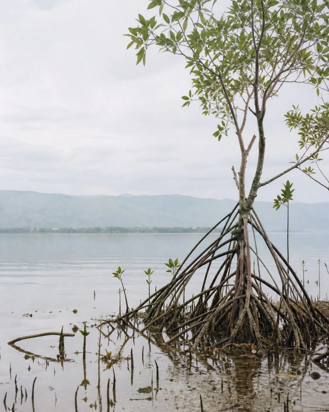 Mangrove roots exposed above shallow still brownish-green water at low tide, a hazy blue-grey mountain ridge across a calm sheltered bay in the background, no people or boats.