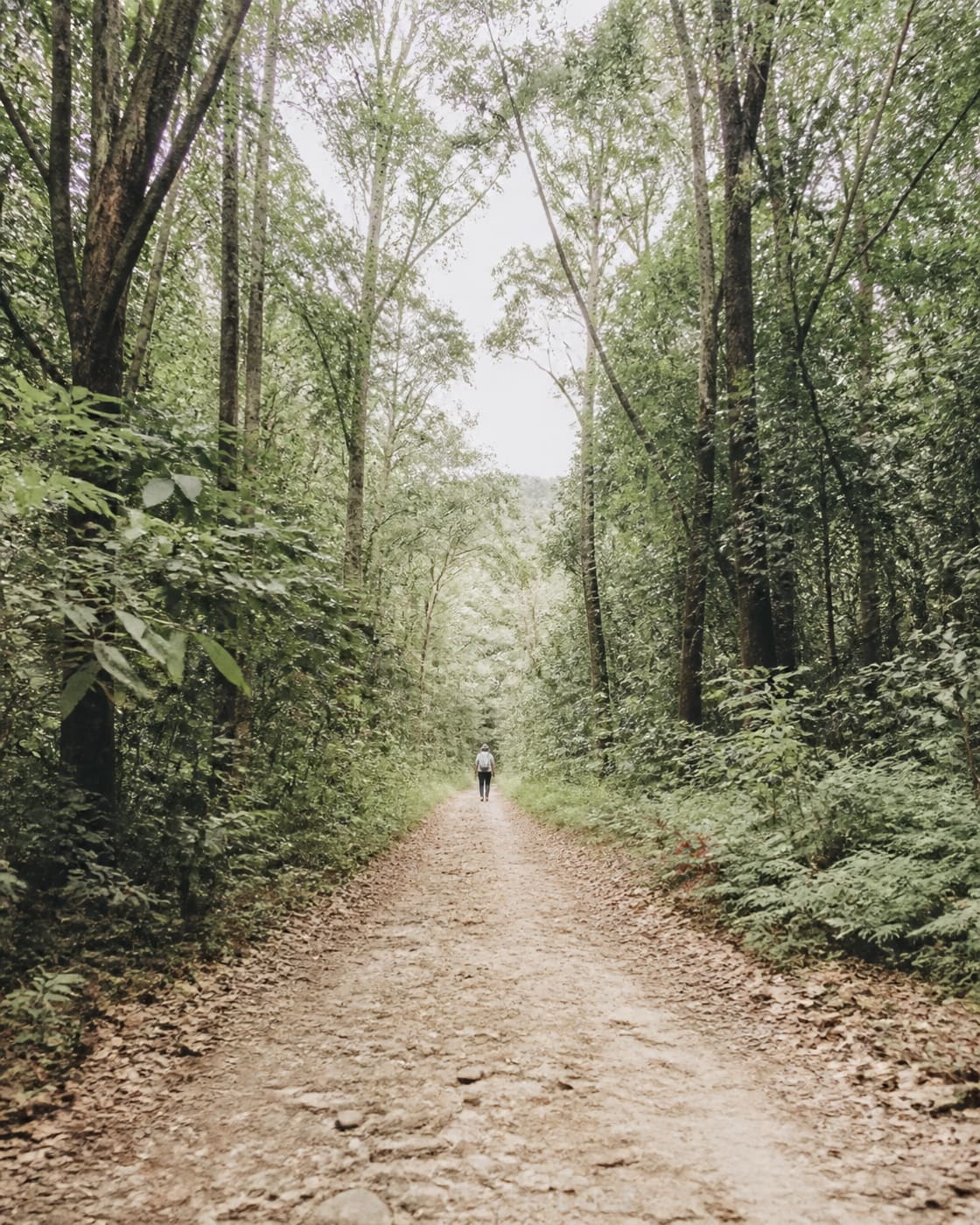 A wide dirt trail through tropical rainforest with ferns on either side, a small human figure far in the distance walking away, pale sky showing through a gap in the canopy.