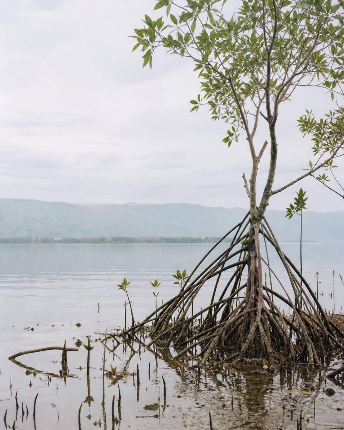 Mangrove roots exposed above shallow still brownish-green water at low tide, a hazy blue-grey mountain ridge across a calm sheltered bay in the background, no people or boats.